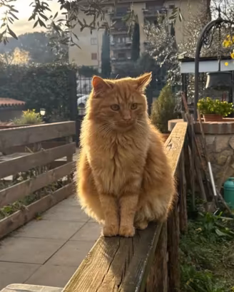 Gattini
