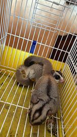 Coppia Petauri dello zucchero