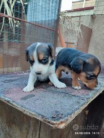 Cuccioli di Beagle segugio bassotto per coniglio