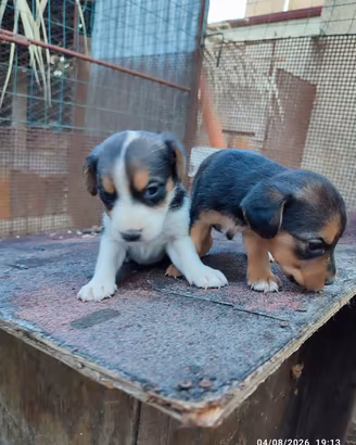 Cuccioli di Beagle segugio bassotto per coniglio