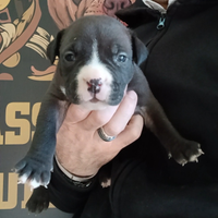 American bully