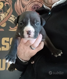 American bully
