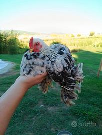 Galli cocincina nana