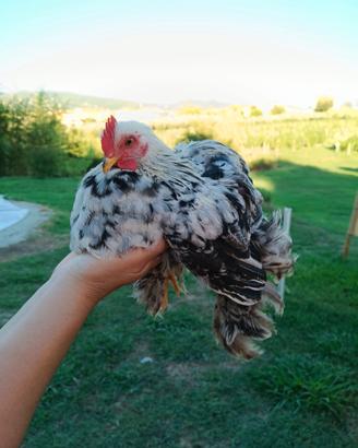 Galli cocincina nana