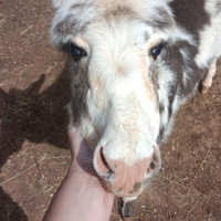 Asinella da compagnia