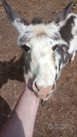 Asinella da compagnia