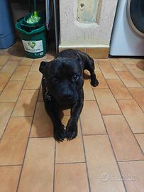 Staffordshire per accoppiamento