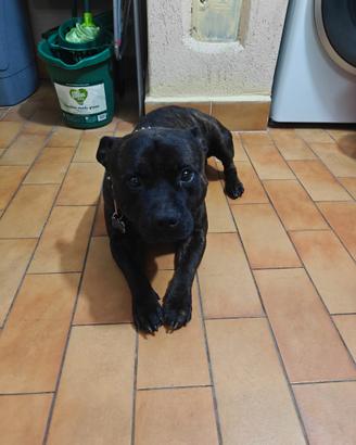 Staffordshire per accoppiamento