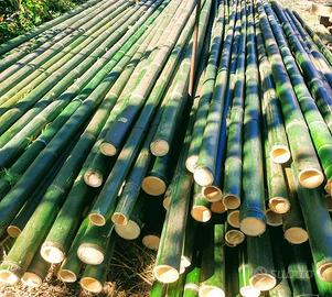 100 Canne di bambù verdi h 180 cm