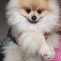 Pomerania maschio pedigree ENCI