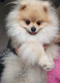 Pomerania maschio prezzo trattabile