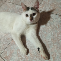 Romeo gatto biancogrigio di sei mesi
