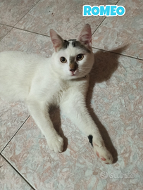 Romeo gatto biancogrigio di sei mesi