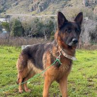 Cane pastore tedesco
