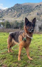 Cane pastore tedesco