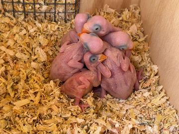 Parrocchetti dal collare