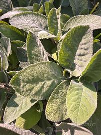 foglie fresche di salvia 100 gr