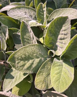 foglie fresche di salvia 100 gr