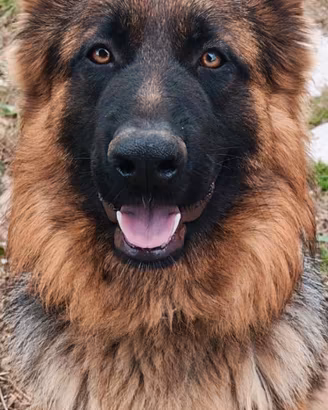 Cuccioli pastore tedesco puri