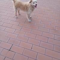 Cane maschio taglia piccola