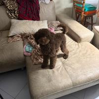 Barboncino cioccolato