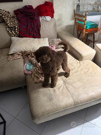 Barboncino cioccolato