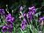 Immagine 27