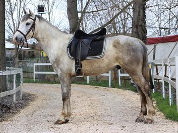 Cavallo per principianti salto/trekking