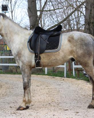 Cavallo per principianti salto/trekking