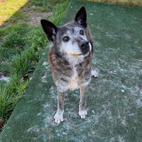 Geppo nonnino di 13 anni