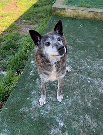 Geppo nonnino di 13 anni