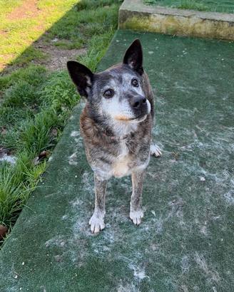 Geppo nonnino di 13 anni