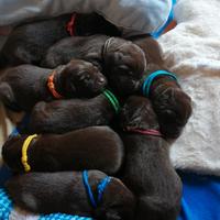 Cuccioli di labrador chocolate nati il 18.06.25