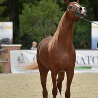 Stallone purosangue arabo