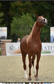 Stallone purosangue arabo