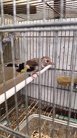 Cardellino Opale