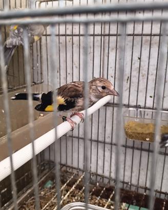 Cardellino Opale