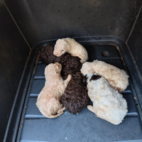 Cuccioli di Lagotto