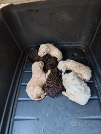 Cuccioli di Lagotto