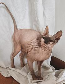 Sphynx dolcissima