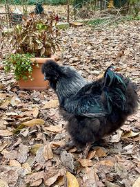 Gallo Moroseta, nero, bianco, azzurro