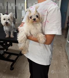 Maltese coreano maschio