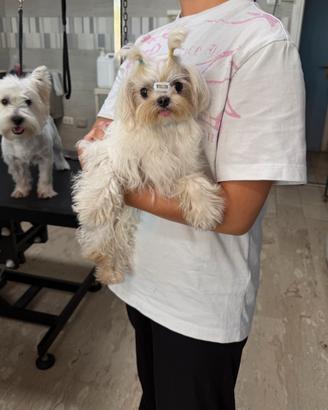 Maltese coreano maschio