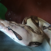 Boa costrictor femmina adulta