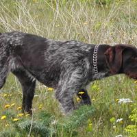 Addestramento cani da tartufo e caccia
