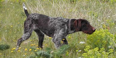 Addestramento cani da tartufo e caccia