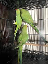 Parrocchetti dal collare