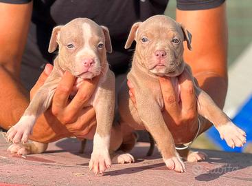 American pitbull terrier