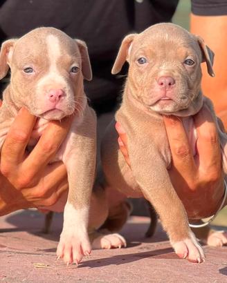 American pitbull terrier
