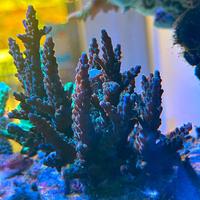 Talea acropora